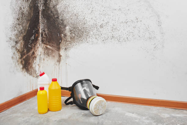 Best Commercial Mold Removal  in Wmette, IL