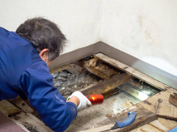Best Mold Removal Company Near Me  in Wmette, IL