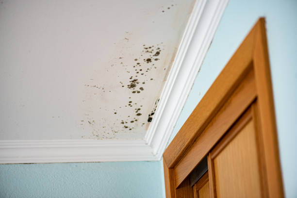 Crawl Space Mold Removal in Wilmette, IL