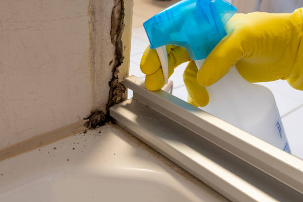 Best Black Mold Removal  in Wmette, IL