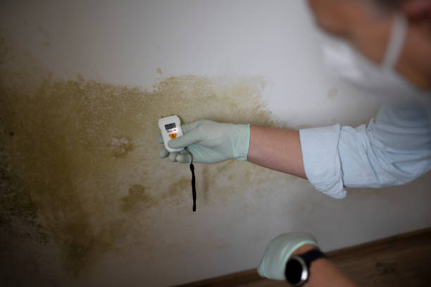 Attic Mold Removal in Wilmette, IL