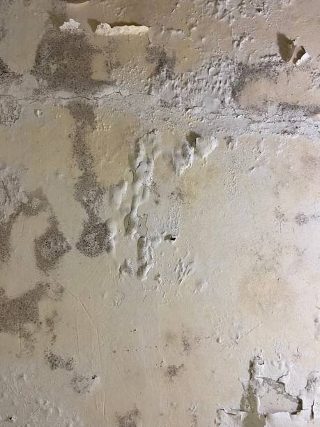 Home Mold Removal in Wilmette, IL