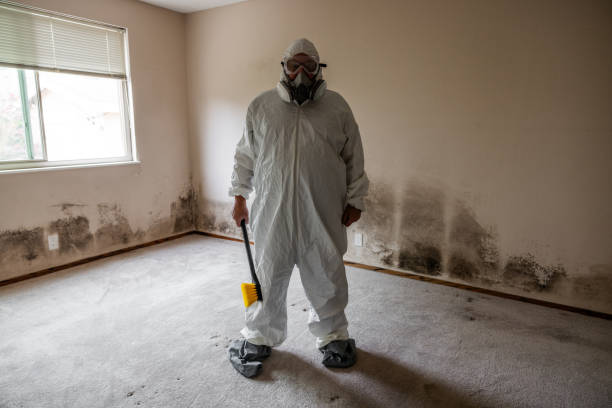 Best Toxic Mold Removal  in Wmette, IL