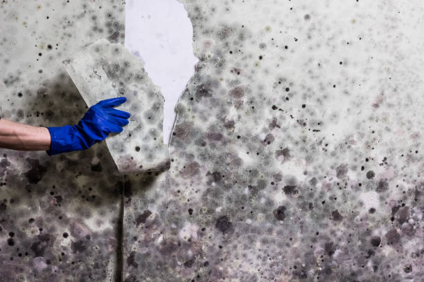 Best Fast Mold Removal  in Wmette, IL