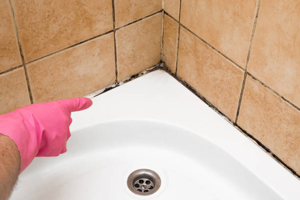 Best Best Mold Removal Companies  in Wmette, IL