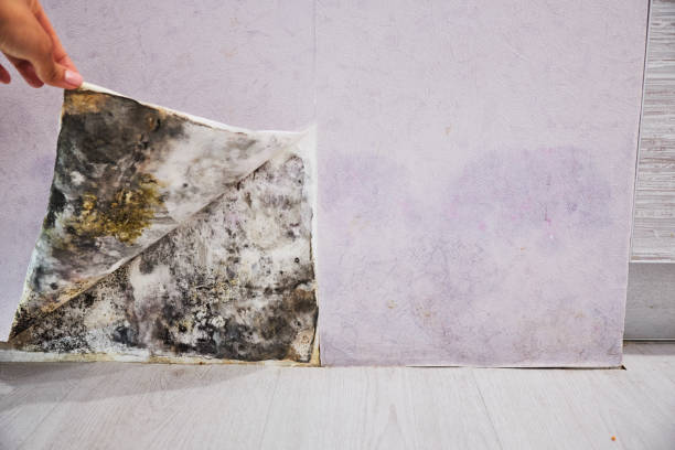 Best Local Mold Removal Service  in Wmette, IL
